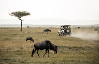 wildebeest on open field
