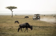wildebeest on open field