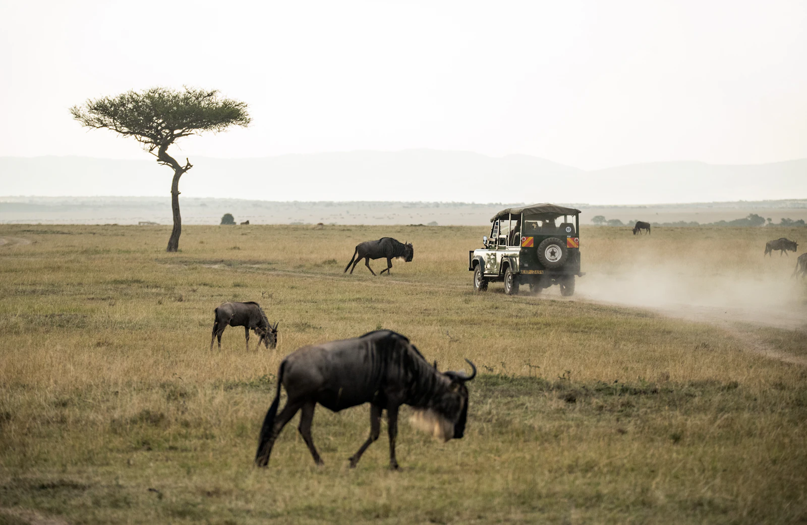 Mara vehicle trails and wildebeest