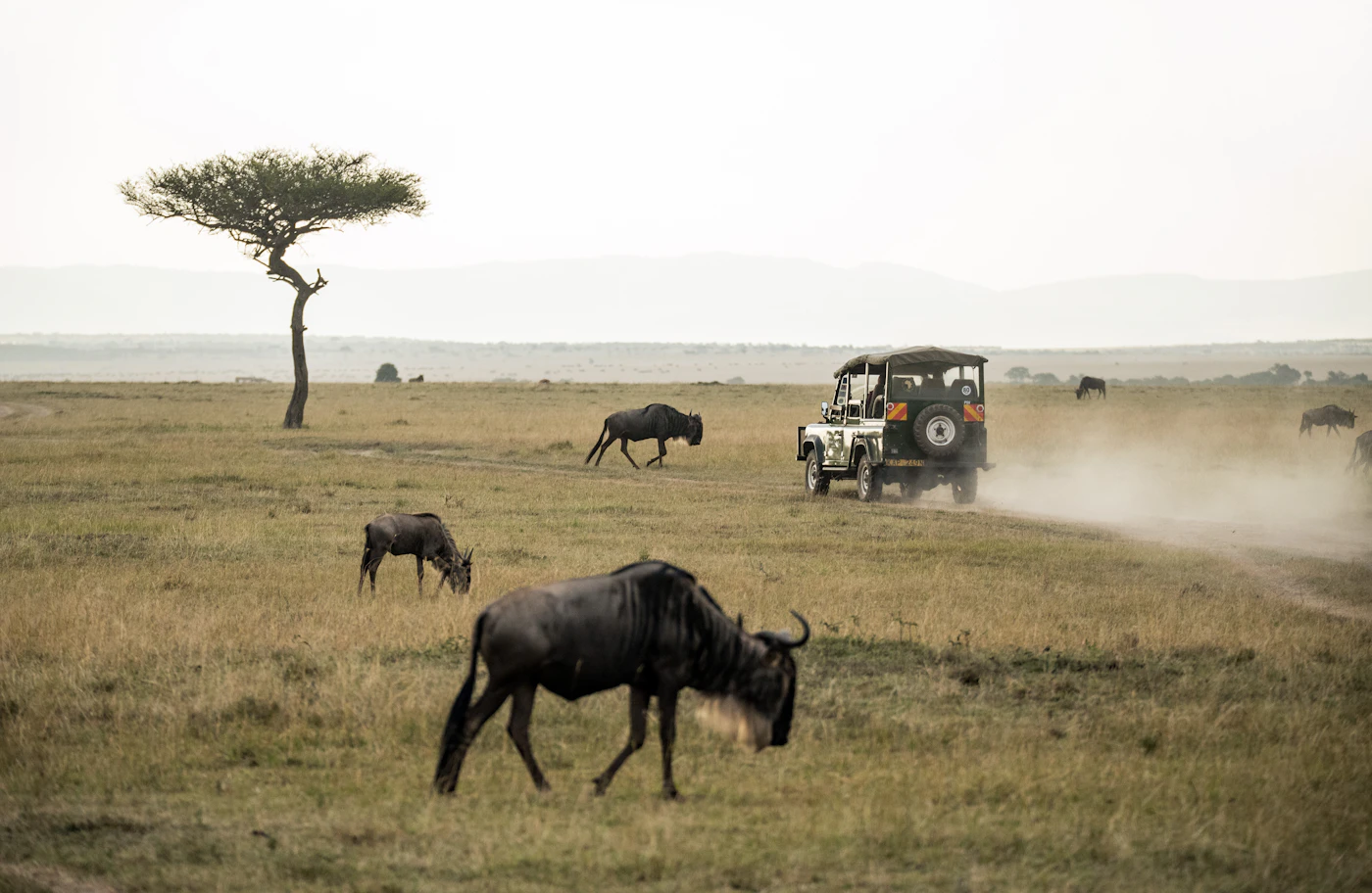 Antelope on grassland in Kenya