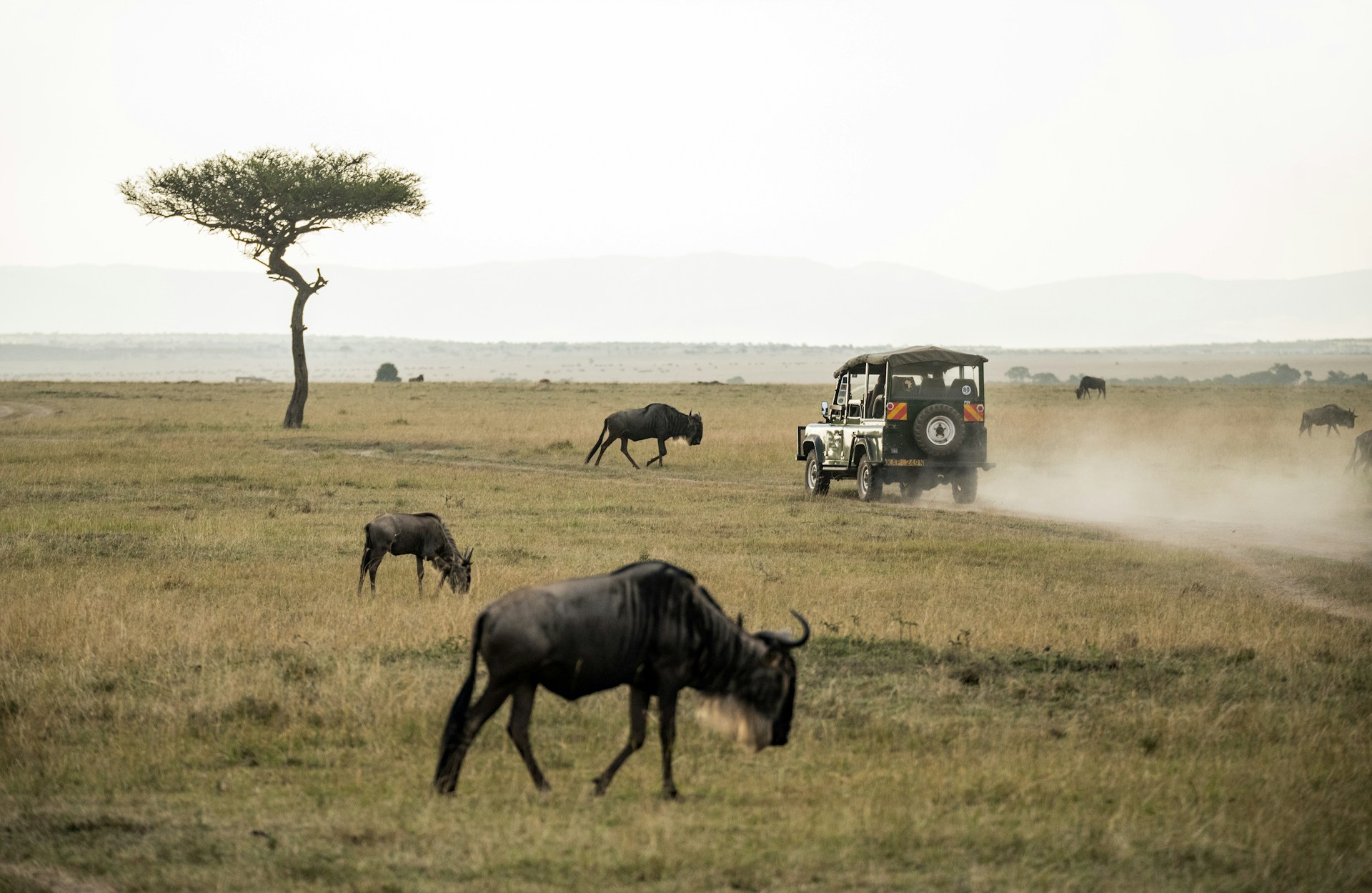 wildebeest on open field