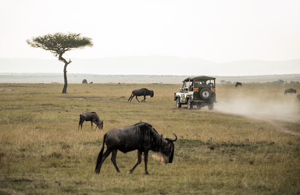 wildebeest on open field