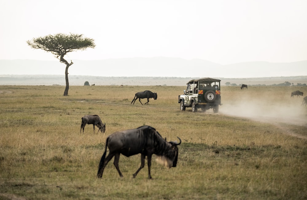 Gnus em campo aberto