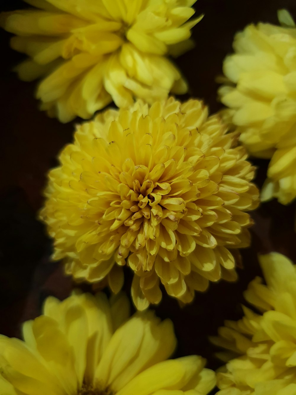 yellow flowers