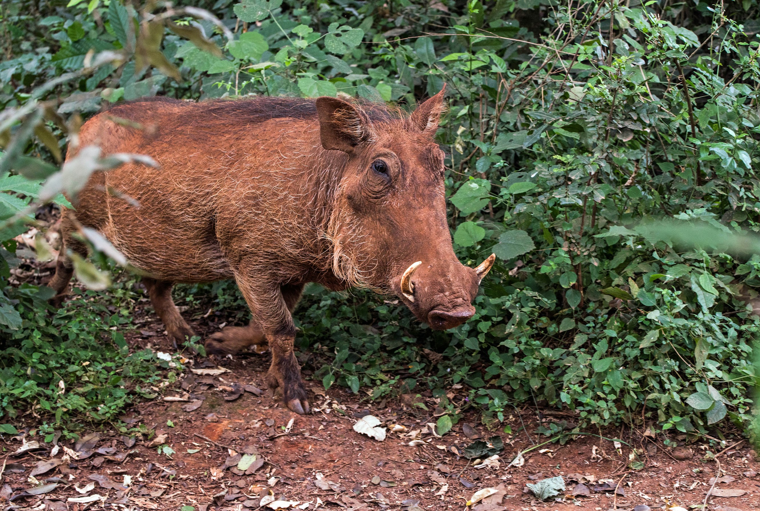 ‘Hakuna Matata’: Viral Tiktok Video Claims Warthogs Are the Newest Invasive Species in Texas