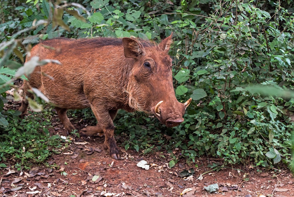 person taking photo of brown boar