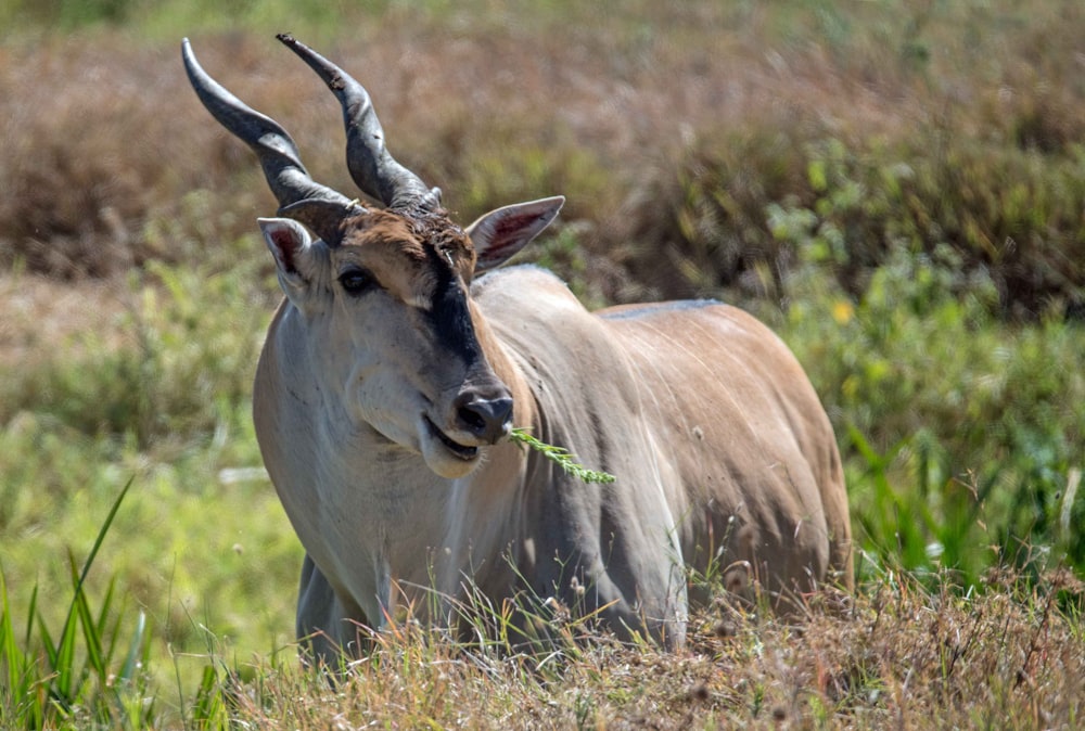 brown animal on focus photography