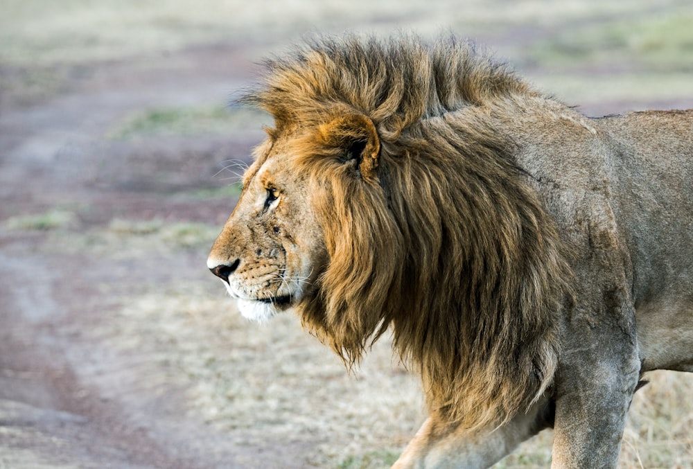 Stand de lion sur le sol