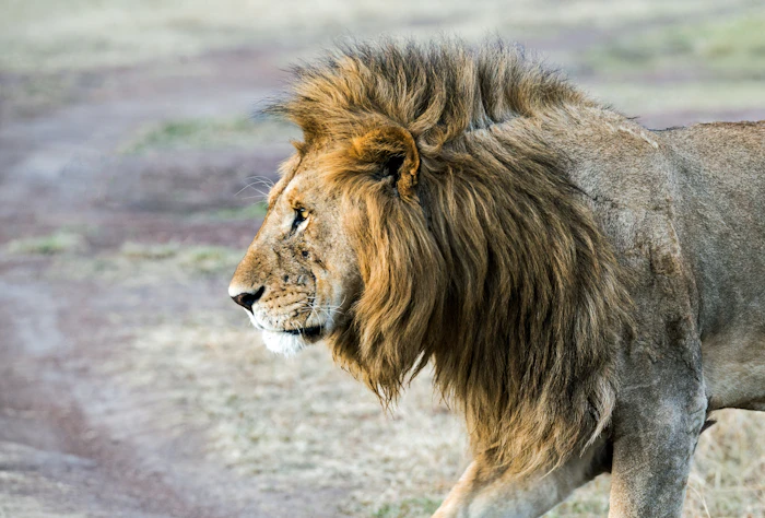 Male lion walking across open ground