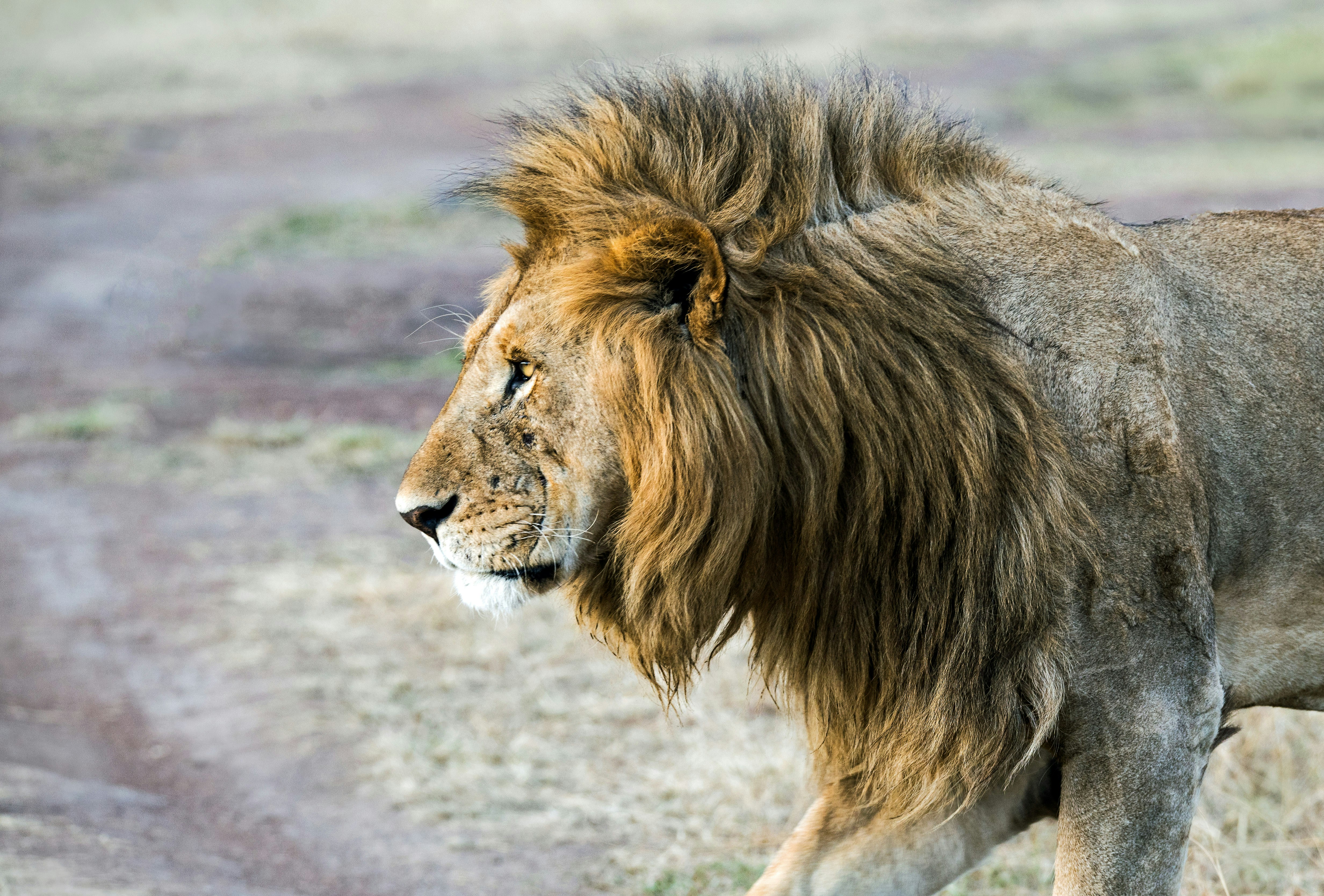 Lion