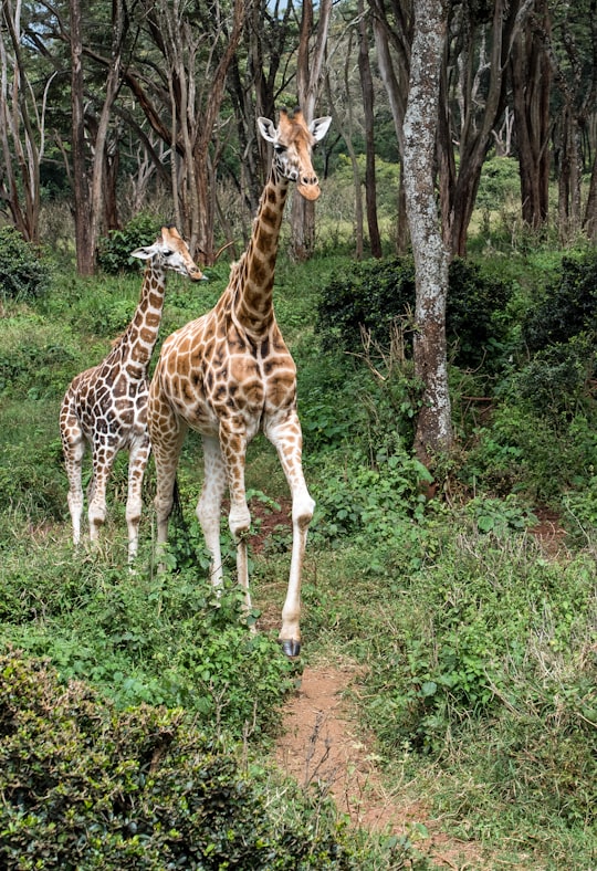 two giraffes on land in Giraffe Centre Kenya