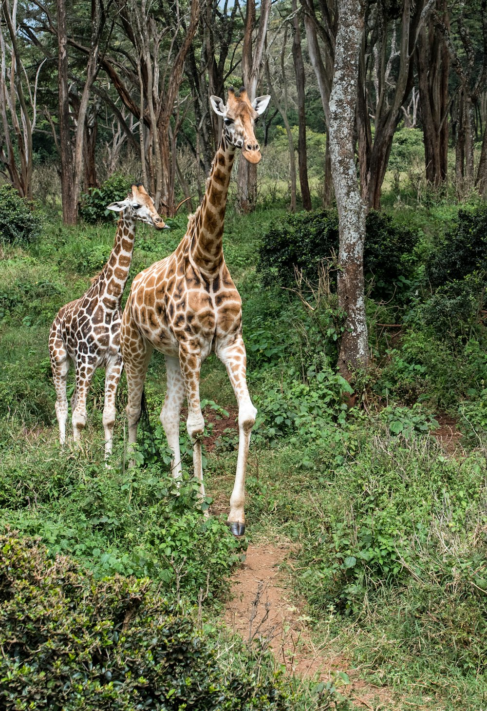 two giraffes on land
