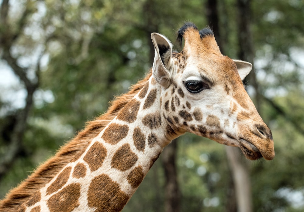 giraffe looking at camera