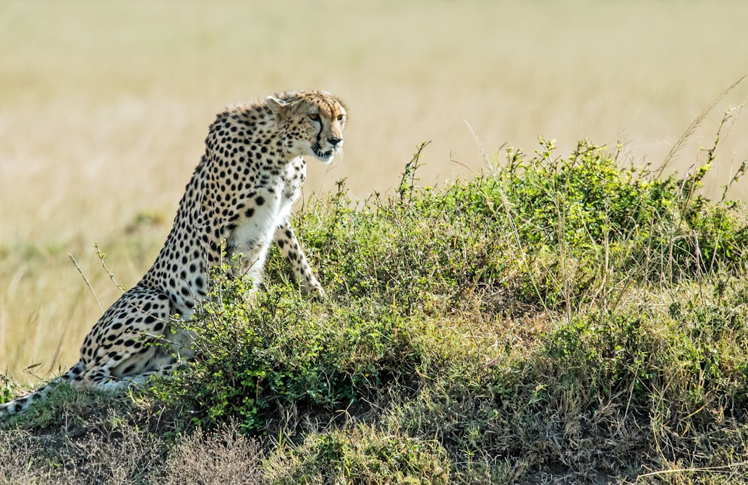 travelers stories about Wildlife in Masai Mara National Reserve, Kenya