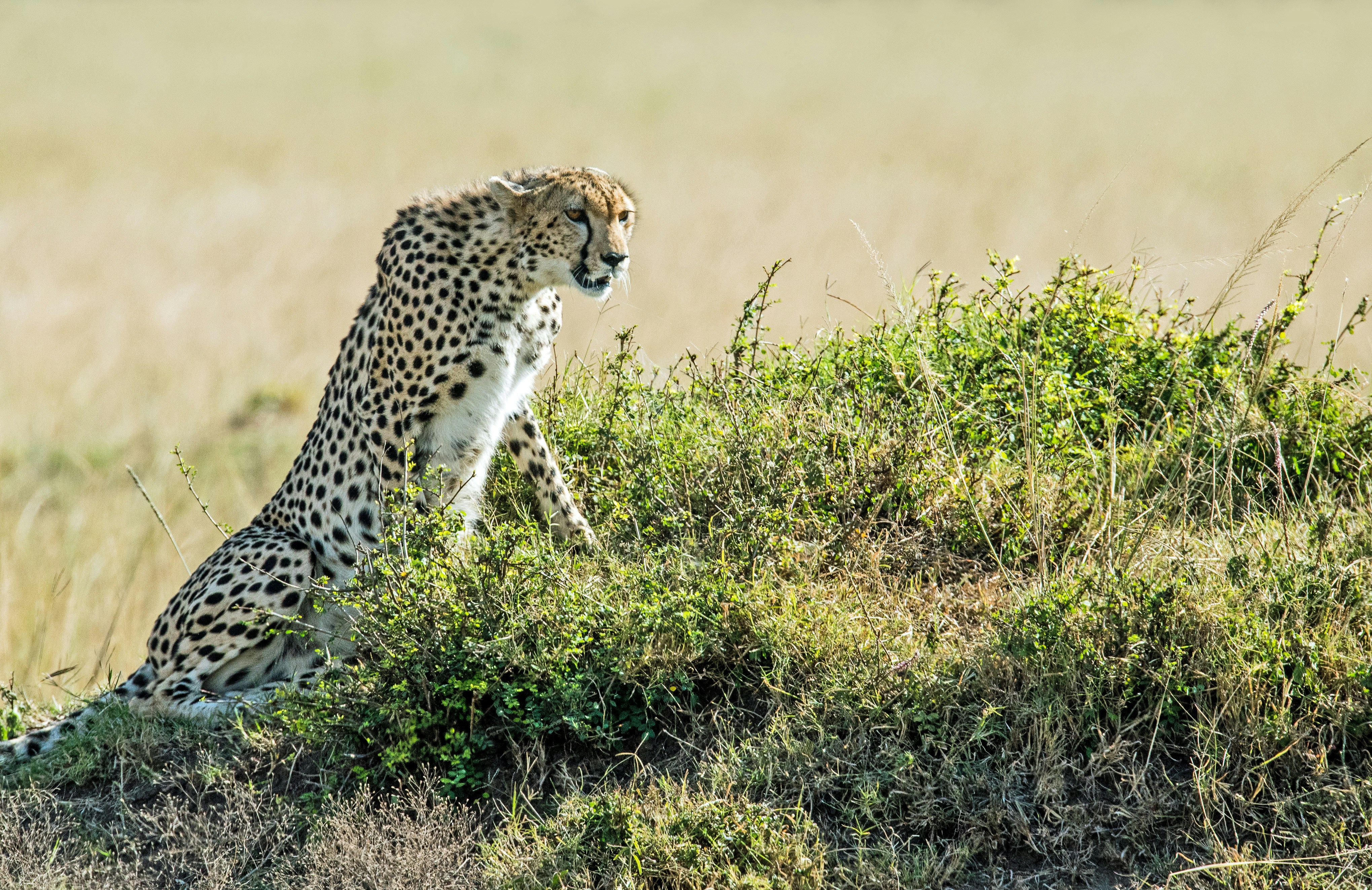 A cheetah uses a termite mound to get a good vantage point to look for the next meal. Masai Mara, Kenya.