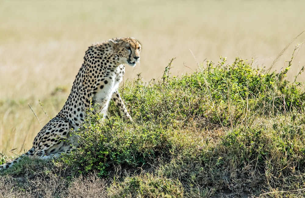 leopard on green field
