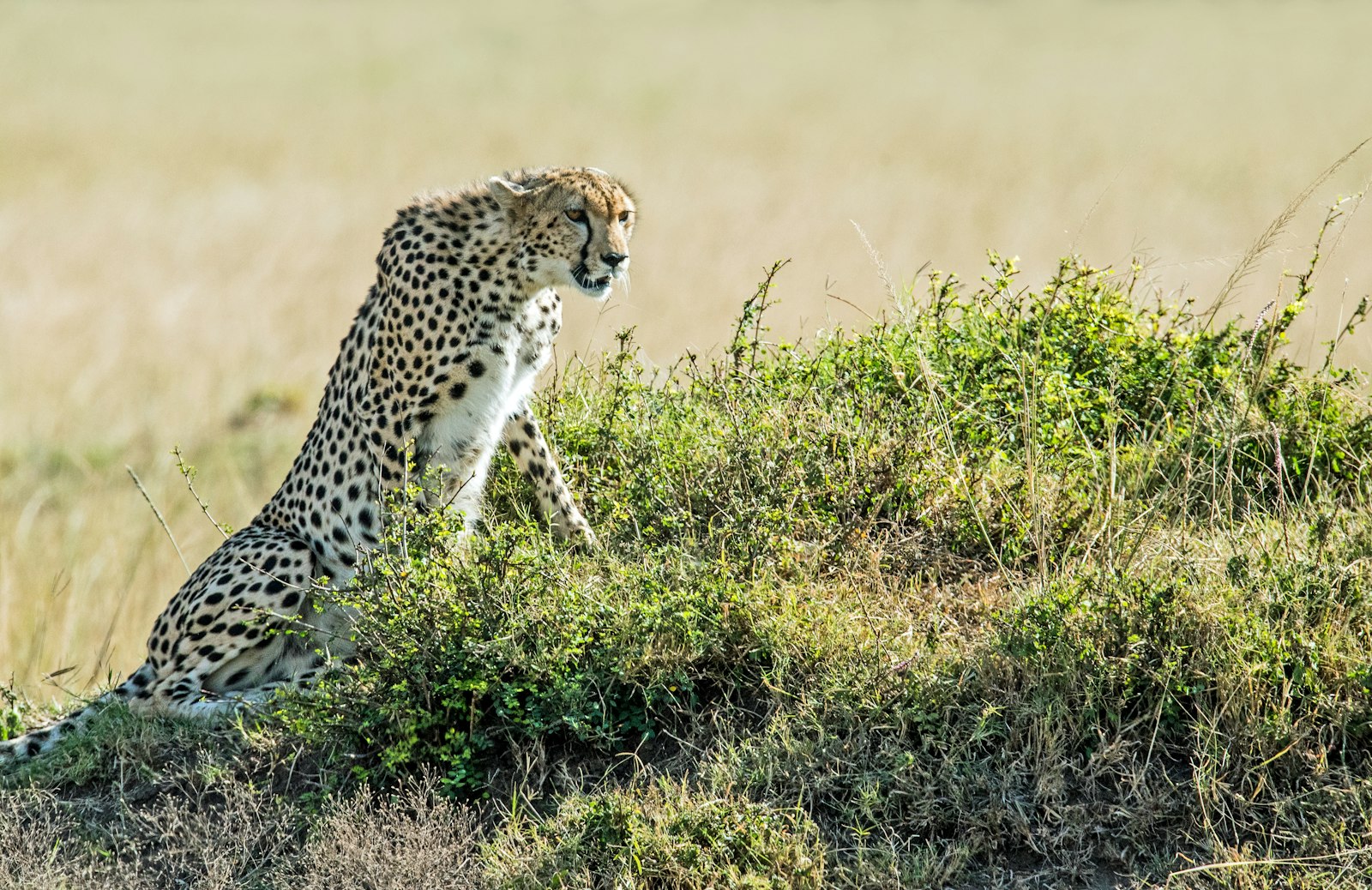 Sigma 150-600mm F5-6.3 DG OS HSM | S sample photo. Leopard on green field photography