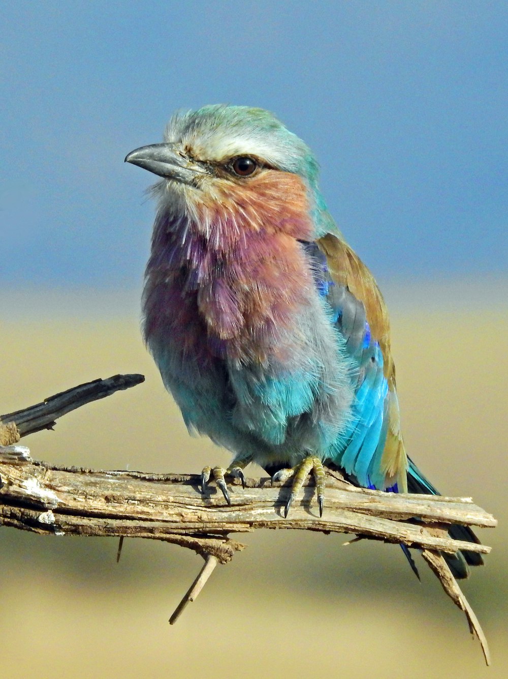 Photographie peu profonde de l’oiseau multicolore