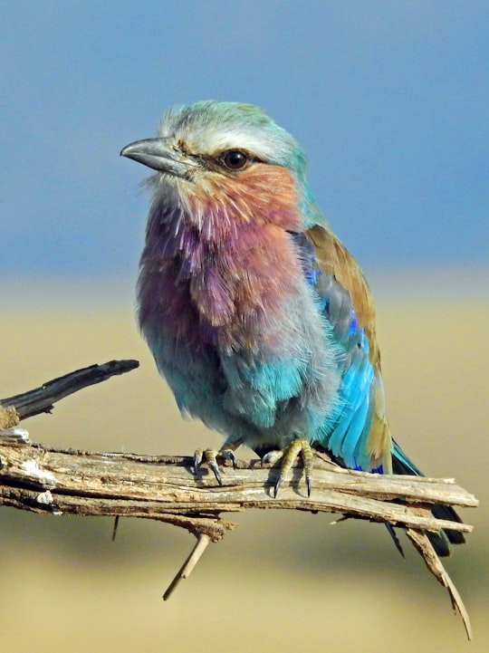 shallow focus photography of multi colored bird in Lewa Wildlife Conservancy Kenya