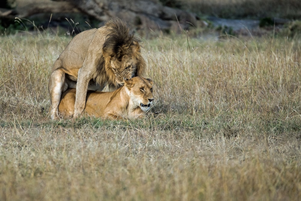 Acasalamento de leão com leoa em campo