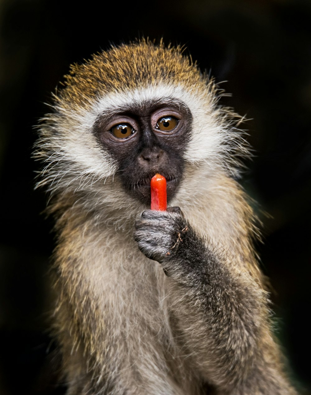 Fotografia selettiva della scimmia marrone