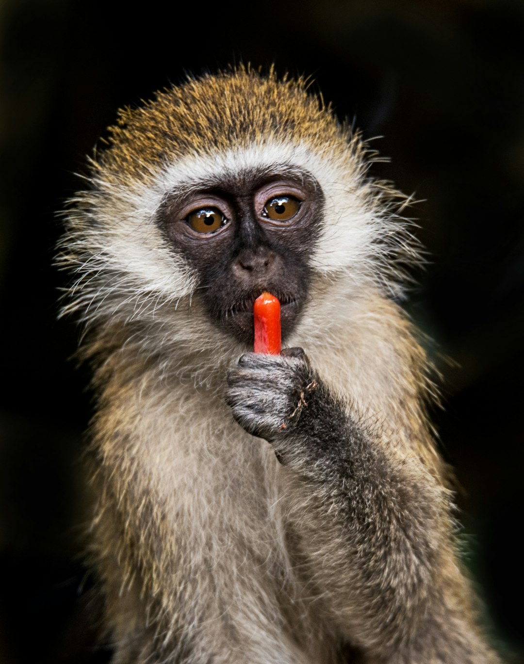 selective focus photography of brown monkey