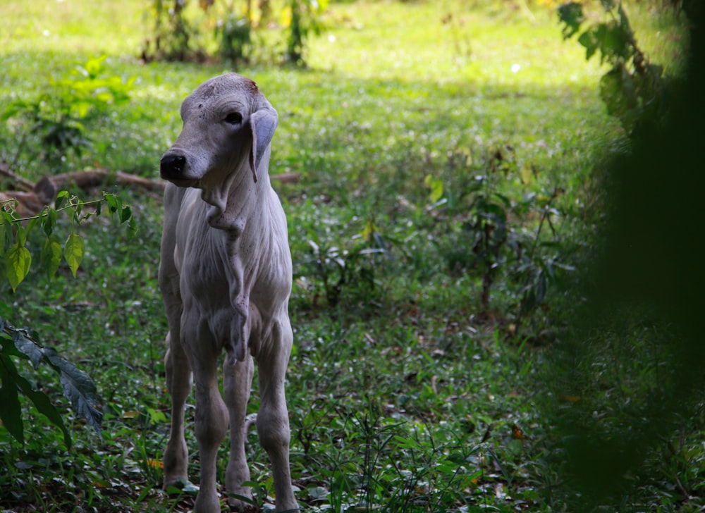gray calf on green grass field at daytime