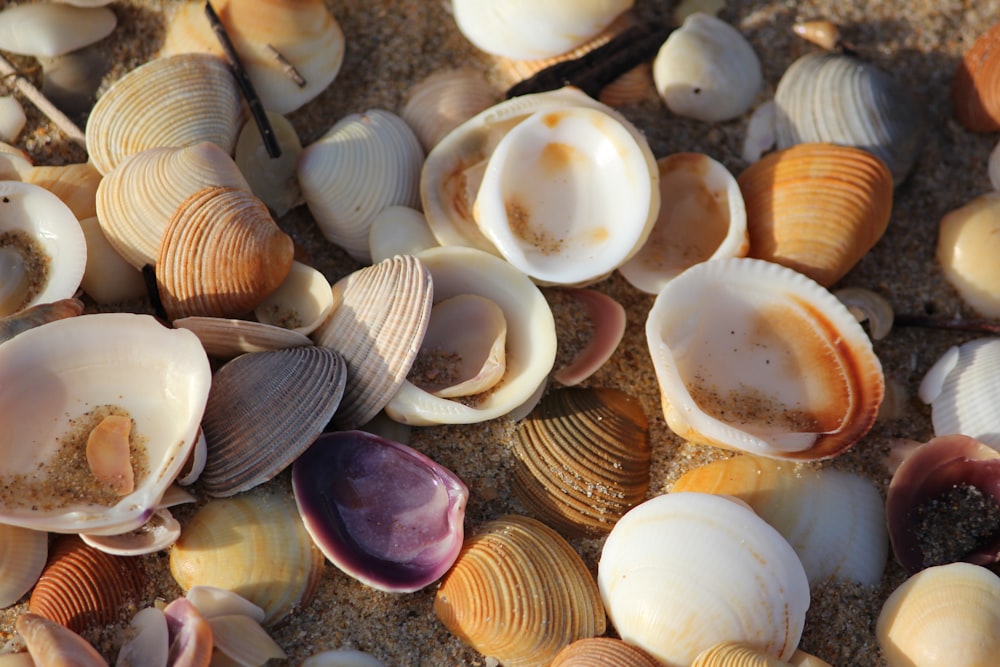 bouquet de coquillages sur le rivage