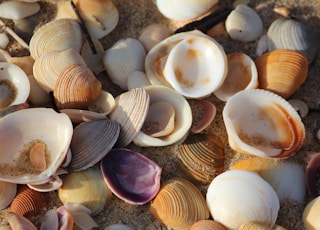 bunch of shell clams on shore