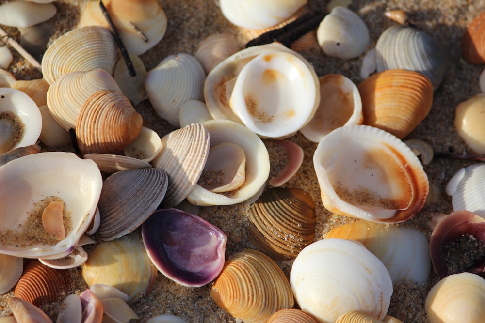 bunch of shell clams on shore