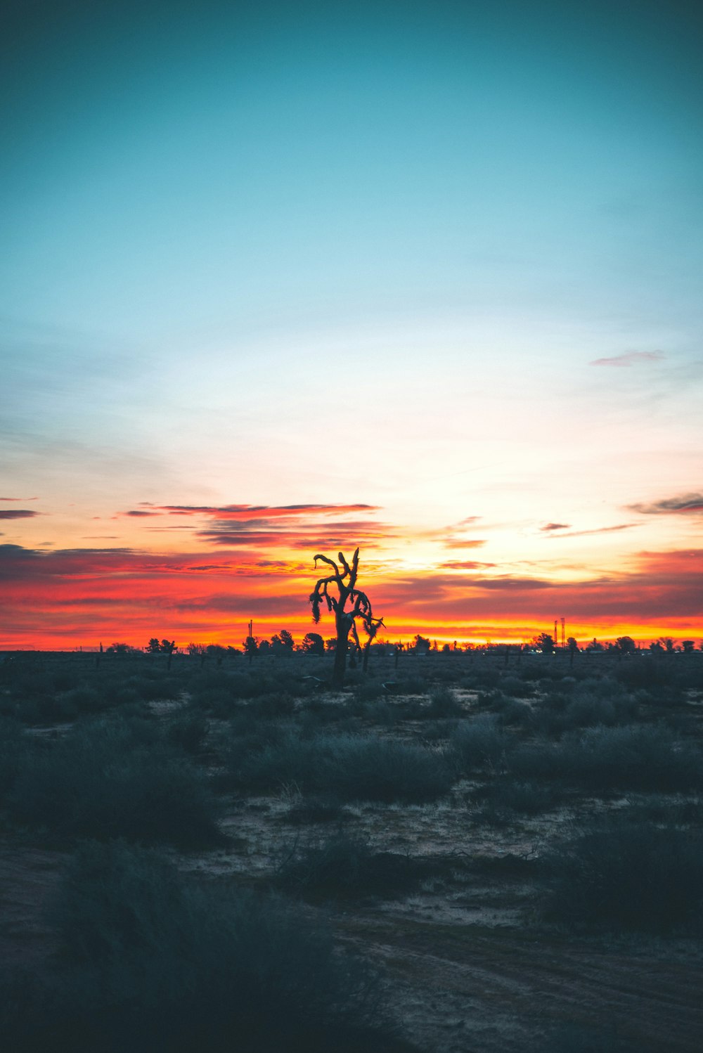 silhouette of trees