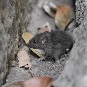 black mouse on gray concrete pavement