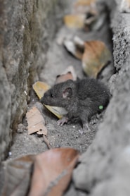 black mouse on gray concrete pavement