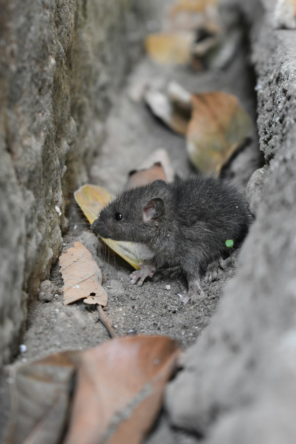 ratón negro sobre pavimento de hormigón gris