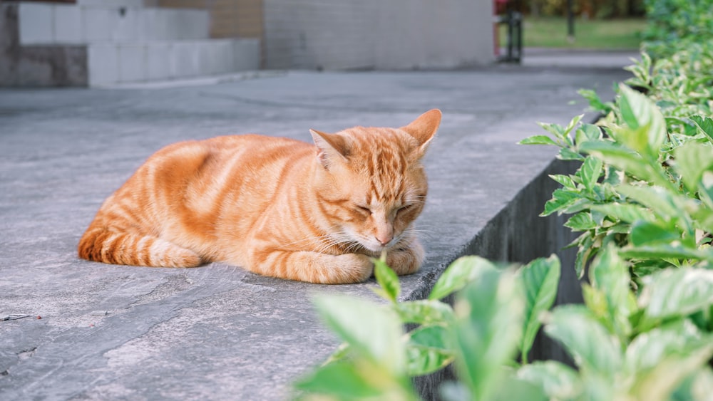 orange tabby cat near green leafed plant