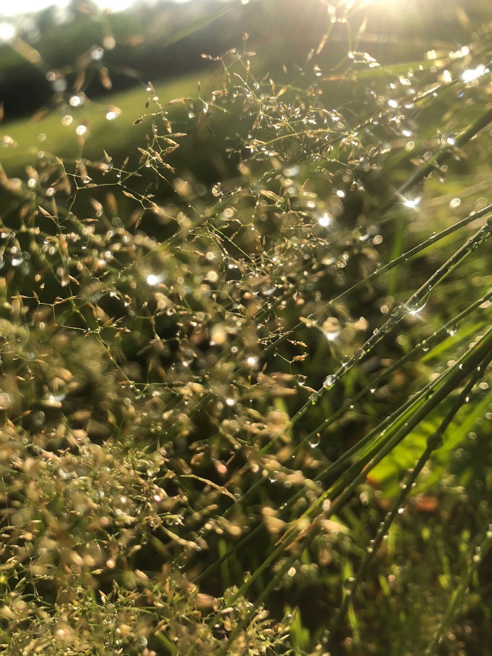 shallow focus photography of green leafed plant