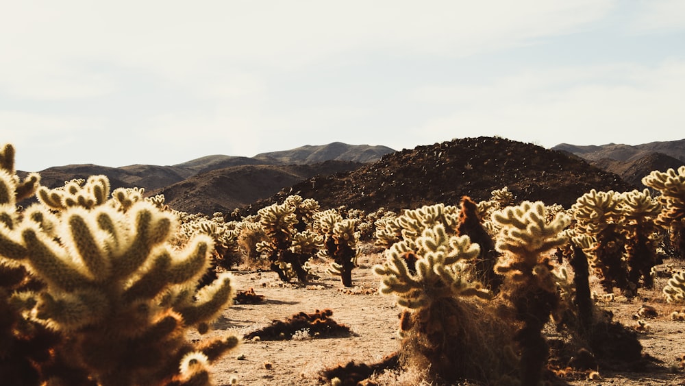 landscape photography of cactus