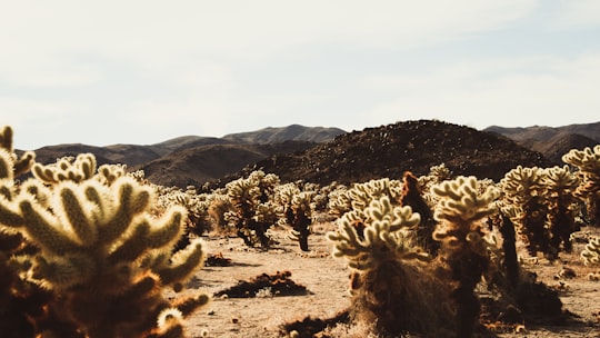 landscape photography of cactus in Joshua Tree National Park United States