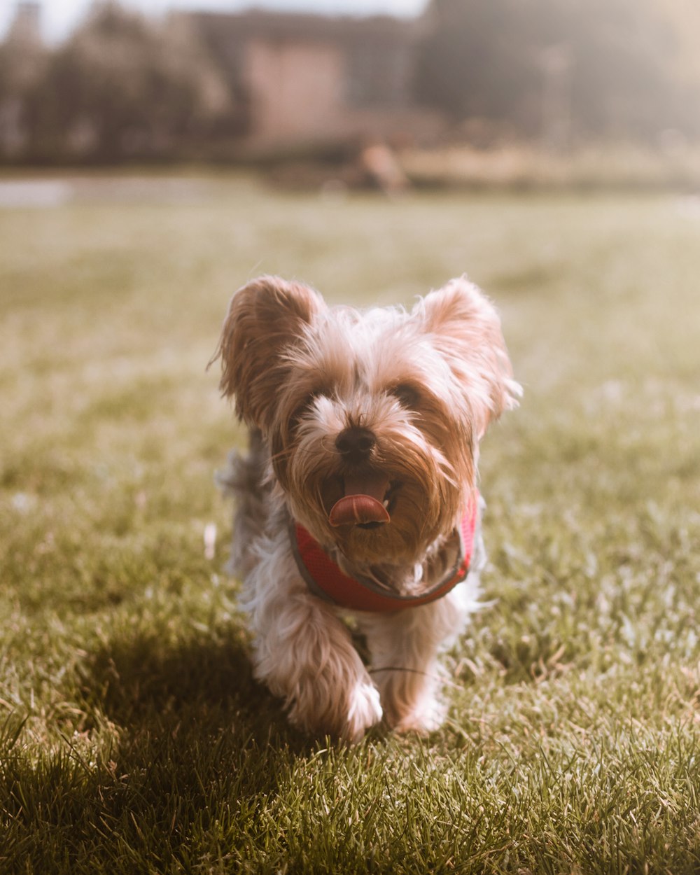 brown puppy walking on grass field