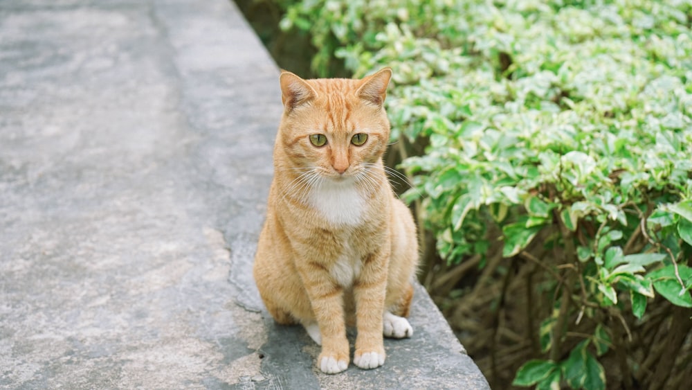 orange tabby cat on gray floor