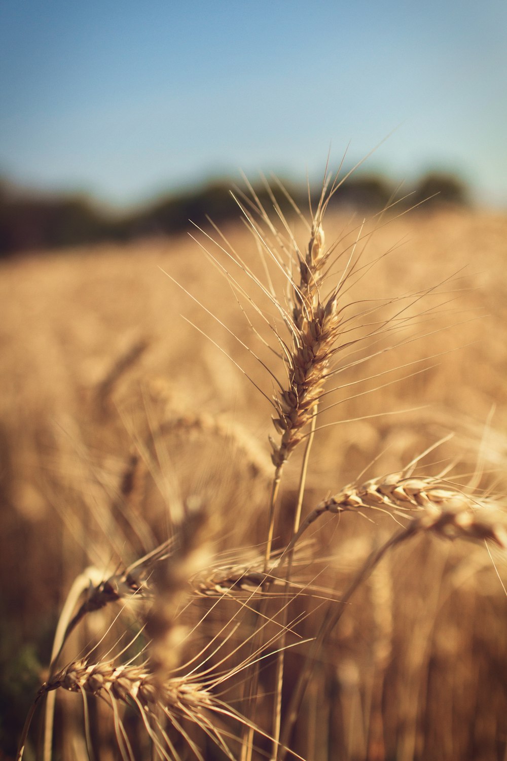 close-up photography of wheat plant