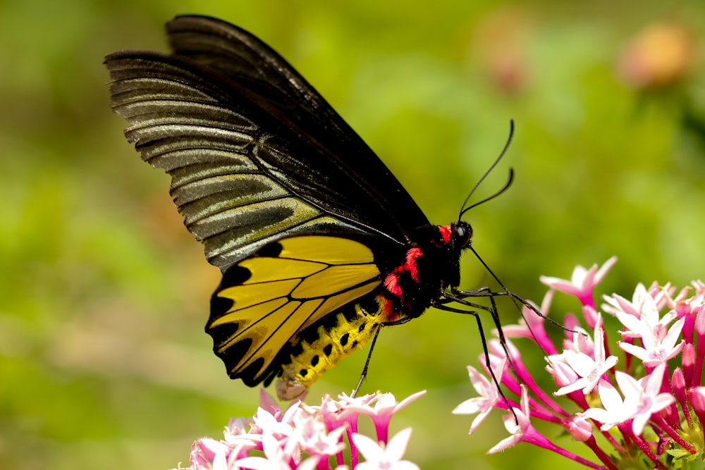selective focus photography of black and yellow moth perching on white and pink petaled flower