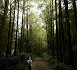 Tall, dense trees form a lush green forest pathway, with sunlight filtering through the foliage. A solitary figure, dressed in a light jacket and head covering, walks along the earthy path, emphasizing the serene natural setting.