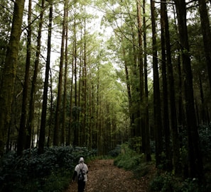 Tall, dense trees form a lush green forest pathway, with sunlight filtering through the foliage. A solitary figure, dressed in a light jacket and head covering, walks along the earthy path, emphasizing the serene natural setting.