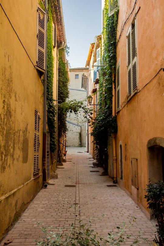 photo or alley with green vines in Saint-Tropez France