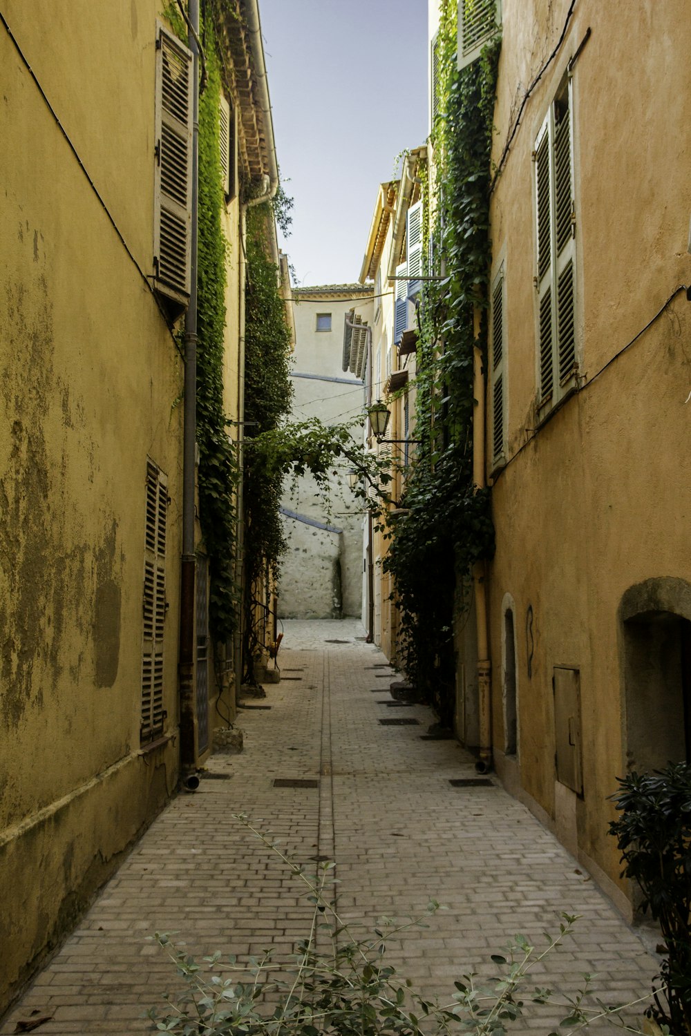 foto o callejón con enredaderas verdes