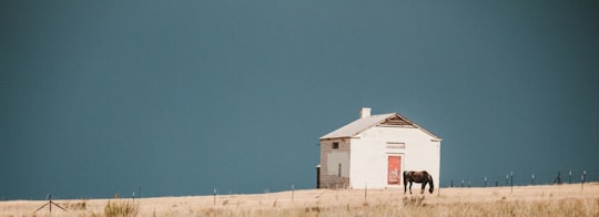 brown horse nera white building in Denver United States