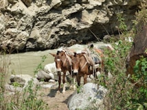 Two donkeys are standing near a rocky riverbank amid lush foliage. They are equipped with saddles and packs, suggesting they are being used for transport. The backdrop includes rough, textured rocks and flowing water, creating a rugged, natural setting.