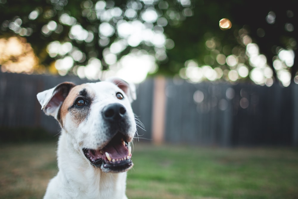 a close up of a dog in a yard