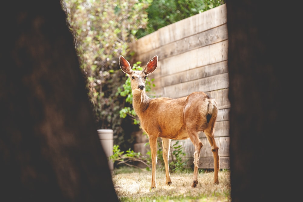 a deer is standing in the grass near a fence